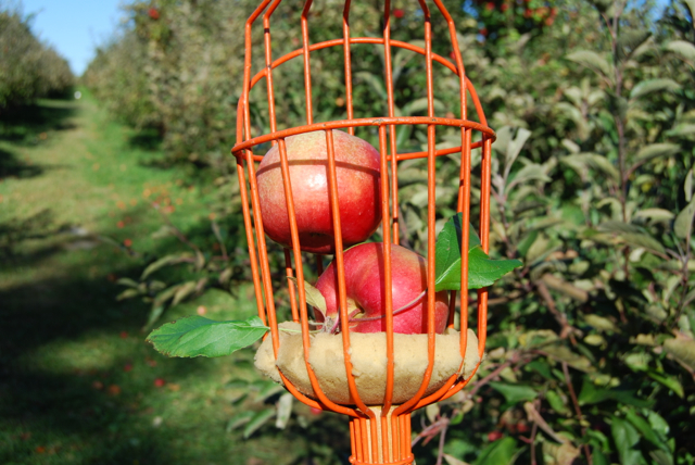 2011-11-05-ApplePicking - 065