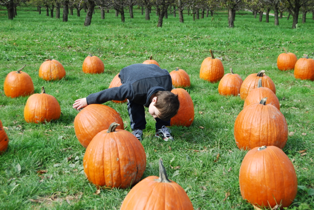 2012-10-14-Pumpkins - 006