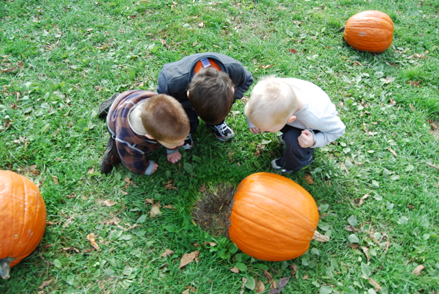 2012-10-14-Pumpkins - 021