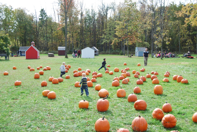 2012-10-14-Pumpkins - 025