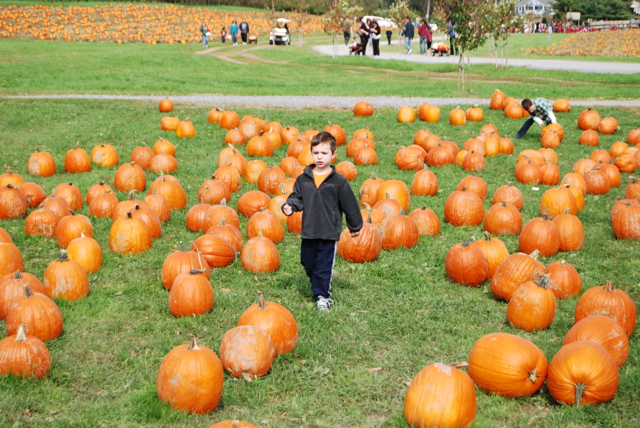 2012-10-14-Pumpkins - 035